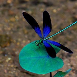 Meet your Posher, Rosanna